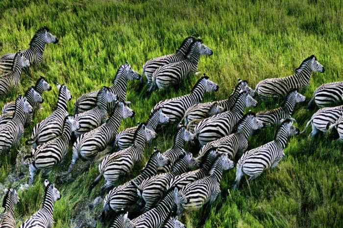 CHÂU PHI ĐỘC LẠ CHÀO ĐÓN MÙA THÚ DI CƯ KHÁM PHÁ VÙNG ĐẤT SẮC MÀU ĐÔNG PHI 2 NƯỚC TANZANIA–KENYA KHI BẦY THÚ HOANG DÃ VƯỢT SÔNG TÌM SỰ SỐNG HÀNH TRÌNH THÓT TIM CẢM XÚC 10N9Đ TỪ HÀ NỘI TP HCM 