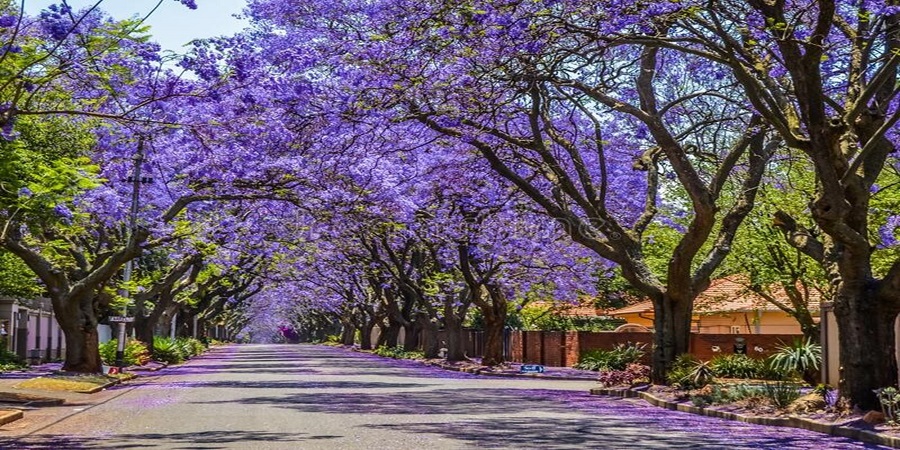 TOUR DU LỊCH NAM PHI CHẤT LƯỢNG CAO 8N7Đ TỪ HÀ NỘI - JOHANNESBURG -PRETORIA-CAPE TOWN -HERMANUS